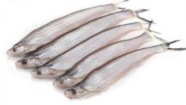 Kajoli Fish (Bashpata)-কাজলি মাছ