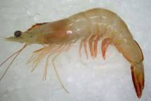 Fresh Chapda Prawn - চাবড়া চিংড়ি - Jumbo Size