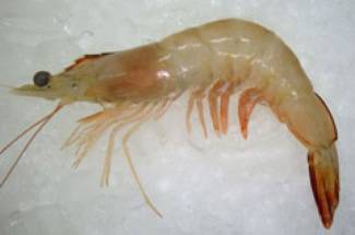 Fresh Chapda Prawn - চাবড়া চিংড়ি - Jumbo Size